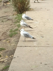 Larus delawarensis