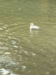 Larus delawarensis