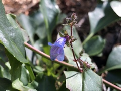 Penstemon anguineus