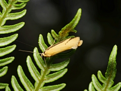 Philobota protecta