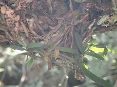 Vandeae
