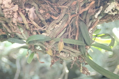 Vandeae