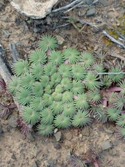 (c) Brian du Preez, some rights reserved (CC BY-SA) Oxalis palmifrons, photograph (c) Brian du Preez, some rights reserved (CC BY-SA)
