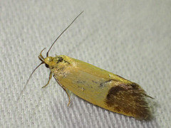Merocroca automima