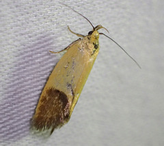 Merocroca automima
