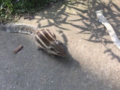 Funambulus pennantii