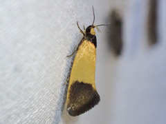Merocroca automima