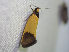 Merocroca automima