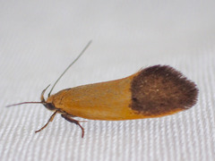Merocroca automima