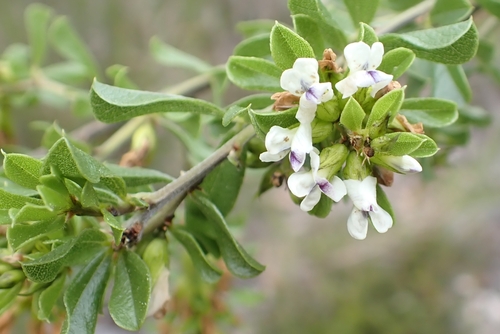 Pale Dottypea (Psoralea prodiens)