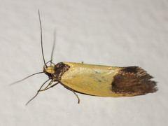 Merocroca automima