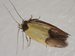 Merocroca automima