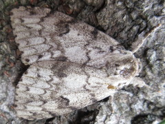 Lymantria lucescens