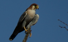 Falco chicquera