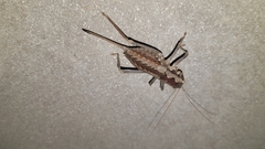 Pachysaga croceopteryx