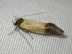 Merocroca automima
