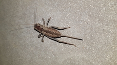 Pachysaga croceopteryx