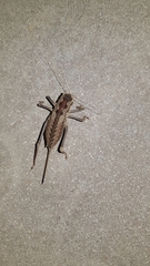 Pachysaga croceopteryx
