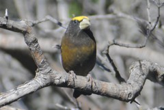 Coccothraustes vespertinus brooksi