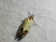 Merocroca automima