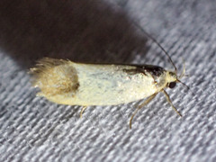 Merocroca automima