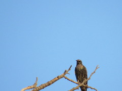 Sturnus vulgaris