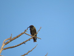 Sturnus vulgaris
