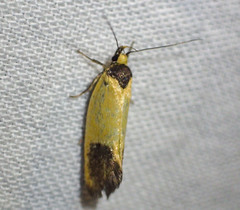 Merocroca automima