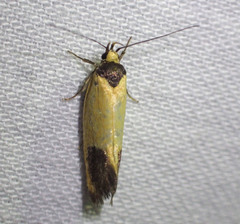 Merocroca automima