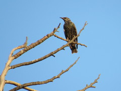 Sturnus vulgaris