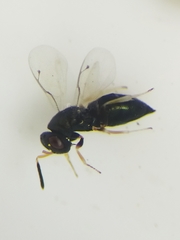 Chalcidoidea