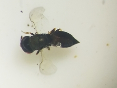 Chalcidoidea