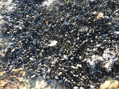 Mytilus edulis