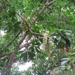 Barringtonia calyptrata