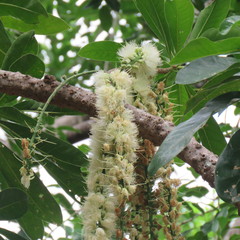 Barringtonia calyptrata