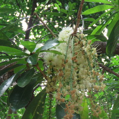 Barringtonia calyptrata