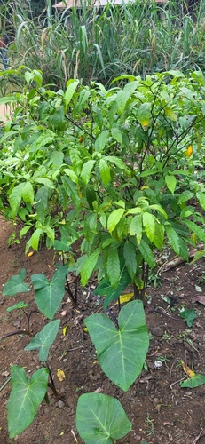 Iboga