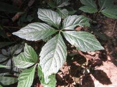 Gynostemma pentaphyllum