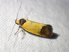 Merocroca automima