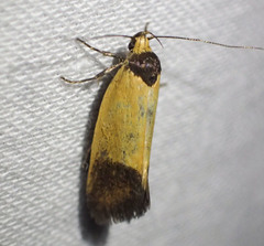 Merocroca automima