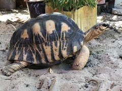 Astrochelys radiata