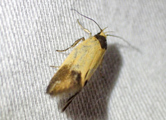 Merocroca automima