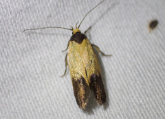 Merocroca automima
