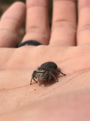 Phidippus octopunctatus