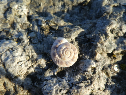 Helicigona lapicida