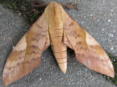 Clanis bilineata