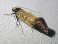 Merocroca automima