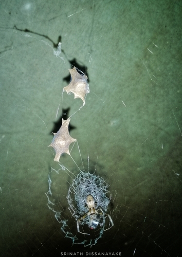 Ninja-star Ceiling Spider