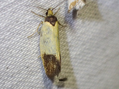 Merocroca automima