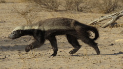 Mellivora capensis capensis